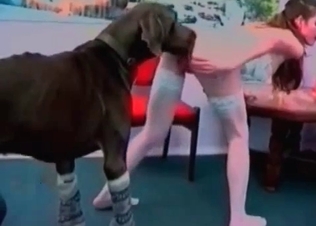 Trained black Doberman is giving a juicy cunnilingus