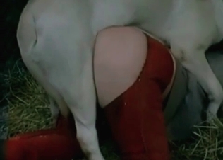 White doggy is penetrating her little juicy twat