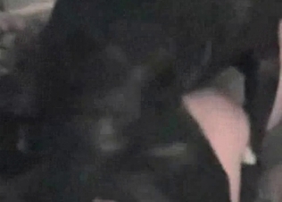 Brutal zoo porn in the doggy style