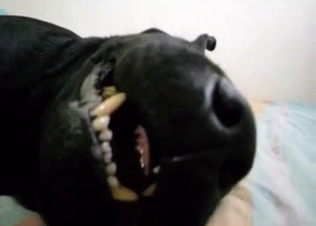 Angry black doggy and a hot man that's showing his cock